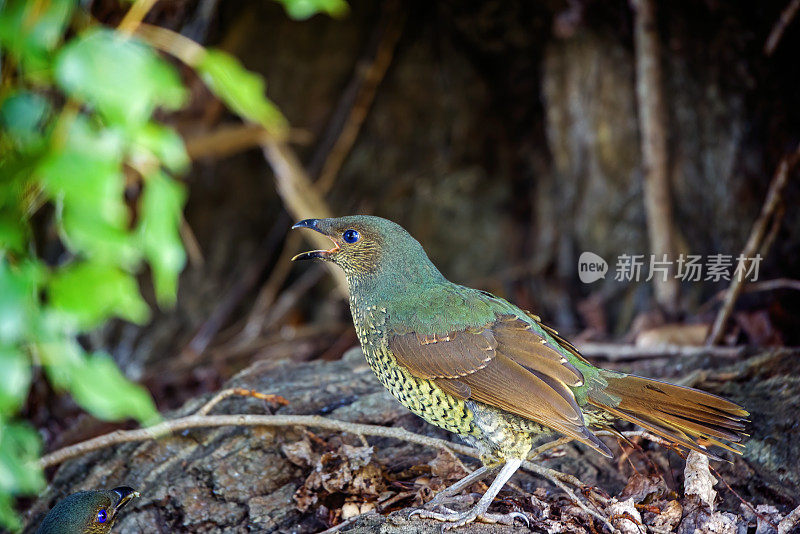 缎纹园丁鸟(Ptilonorhynchus violaceus)